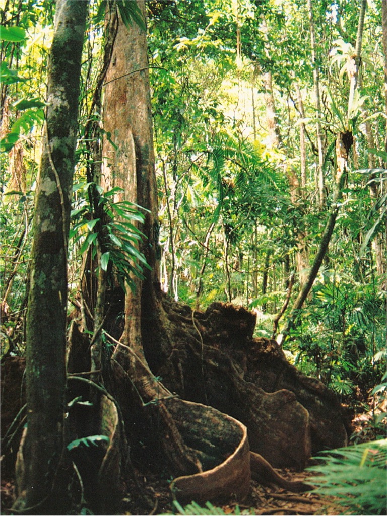 aus cairns daintree rainforest 01.jpg